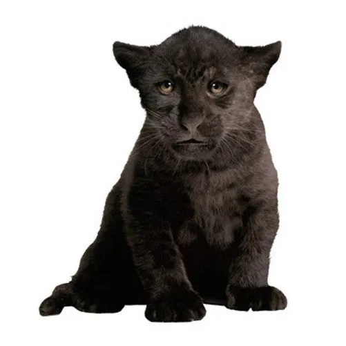 KEK Amsterdam | Wall Decal | Black Panther Cub